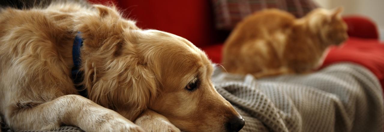 comfortable dogs on couch at home